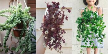 Evinizin Havasını Değiştirin! Bakımı En Kolay 7 Sukulent Bitkisi