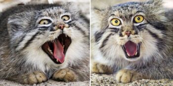 pallas kedisi özelilkleri manul listelist