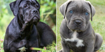 cane corso cinsi köpek listelist