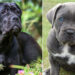cane corso cinsi köpek listelist