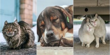 Kış Aylarında Sokaktaki Canları Unutmayalım! Sokak Hayvanları İçin Evde Hazırlayabileceğiniz Basit ve Besleyici Mamalar