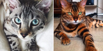 bengal kedisi listelistbengal kedisi listelist