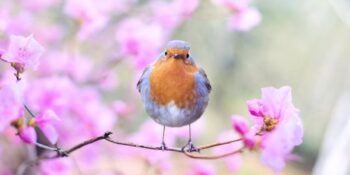 “Cemre”nin Anlamı Nedir? İlk Cemre Ne Zaman Düşer?