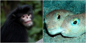 Son 20 Yıl İçerisinde Keşfedilen Birbirinden Harika 20 Hayvan Türü