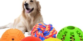 Sevimli Dostlarımız Tarafından En Çok Sevilen 15 Oyuncak