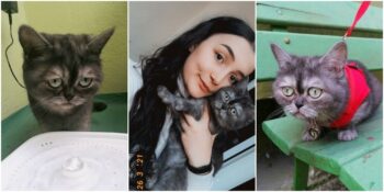 Çirkin Olduğu İçin Barınağa Terk Edilen Ancak Sonunda Mutlu Yuvayı Bulan Kedi Bean