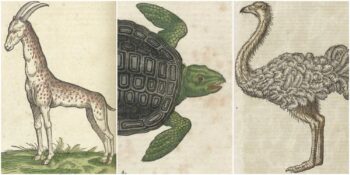 16. Yüzyıla Ait Bir Kitapta Yer Alan Birbirinden Tuhaf 16 Hayvan İllüstrasyonu