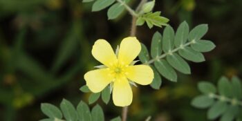 Cinsel İsteği Artıran Tribulus Terrestris (Demir Dikeni) Nedir? Faydaları Nelerdir?