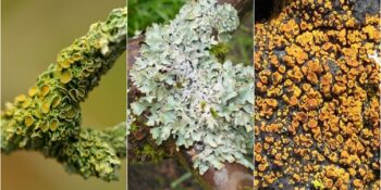 Liken: Toprağın ve Yaşamın Oluşmasında Kilit Rol Oynayan Organizma