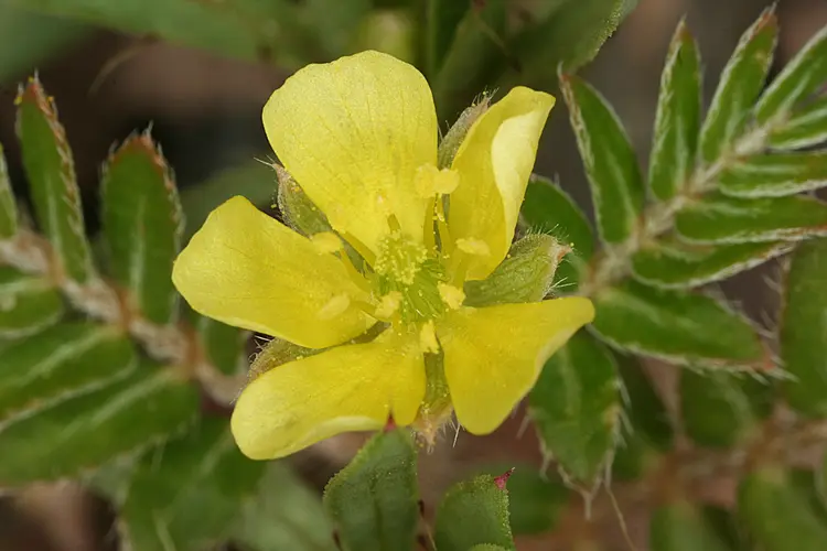 tribulus nedir