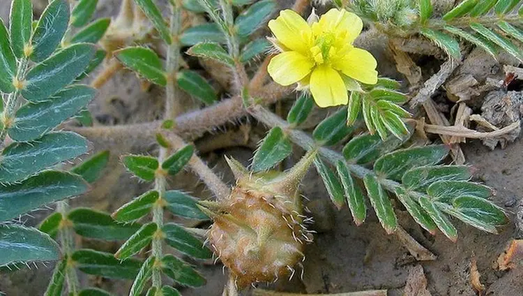 tribulus nedir