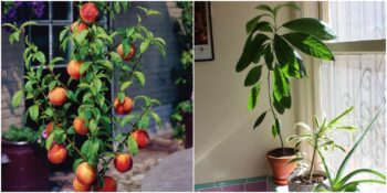 Bahar Geldi! Evde Kolaylıkla Yetiştirip Tüketebileceğiniz 8 Meyve