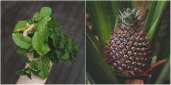 Kendi Mini Bahçenizi Yaratın! Mutfağınızda Yetiştirebileceğiniz 9 Harika Yenilebilir Bitki