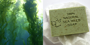 600 Yıllık Geçmişi ile Deniz Yosunu Sabunu Ve Faydaları