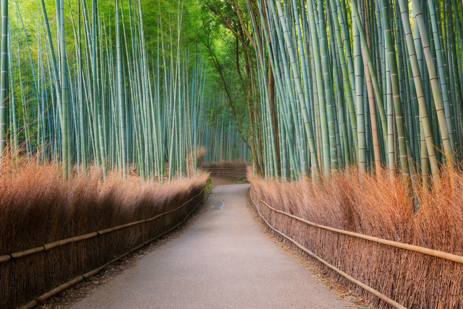 Arashiyama Bamboo Grove, Japonya