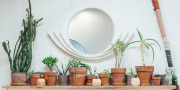 Sağlığınızdan Olmayın! Evde Bakılması Zararlı Olabilecek 7 Bitki