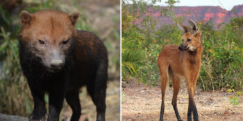 Zarafetiyle Kendine Hayran Bırakan Yeleli Kurt Hakkında Bilmeniz Gerekenler