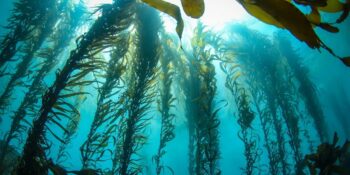 Yosun Ormanları: Su Altında Büyüleyici Bir Görüntü Yaratan Kelpler Hakkında Bilmeniz Gerekenler