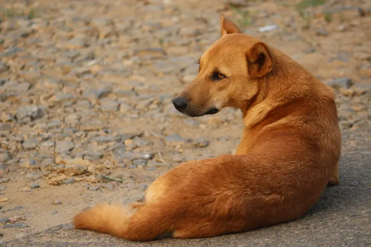 Köpek