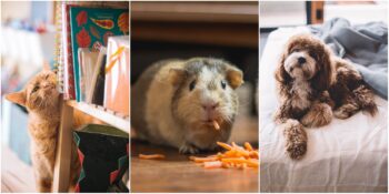 Tüylü Dostlarımızın Uzun ve Sağlıklı Bir Yaşam Sürmesine Yardımcı Olacak 6 İpucu