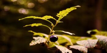 Yeşil Ölüm: Tarih Boyunca Zehir Olarak Kullanılan Güzelavrat Otu Hakkında Bilmeniz Gerekenler