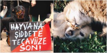 Hayvanları Koruma Kanunu Teklifi Bugün TBMM’de Kabul Edildi: Teklifte Neler Yer Alıyor?