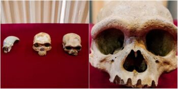 Ejderha Adam: Yeni Bir İnsan Türüne Ait Olabileceği Belirtilen Kafatası