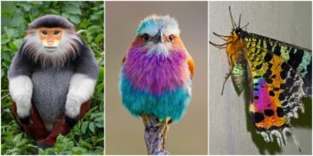 Rengarenk Görünümleriyle Kendilerine Hayran Bırakan Büyüleyici Güzellikteki 20 Hayvan