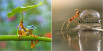Minik Yaratıkların Heybetli Dünyasını Gözler Önüne Seren Fotoğrafçı Tri Setyo Widodo