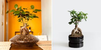 Saksıdaki Ağaç: Bonsai Nedir, Bonsai Bakımı Nasıl Yapılır?