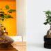 Saksıdaki Ağaç: Bonsai Nedir, Bonsai Bakımı Nasıl Yapılır?