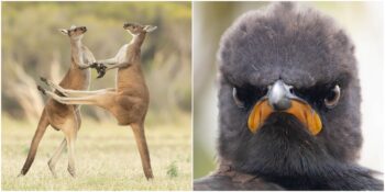 Comedy Wildlife Photography: 2021 Yılının Birbirinden Komik Doğa Fotoğrafları