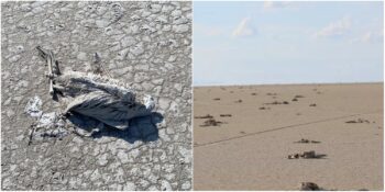 Tuz Gölü’nde Katliam! Binlerce Flamingo Yavrusu “Susuzluktan” Öldü