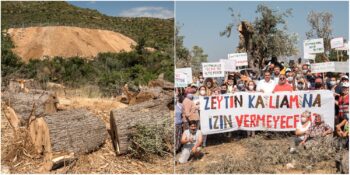 Asırlık Zeytin Ağaçlarının Yaşam Mücadelesi: Mahkeme Kararına Rağmen Ağaç Katliamı Devam Ediyor