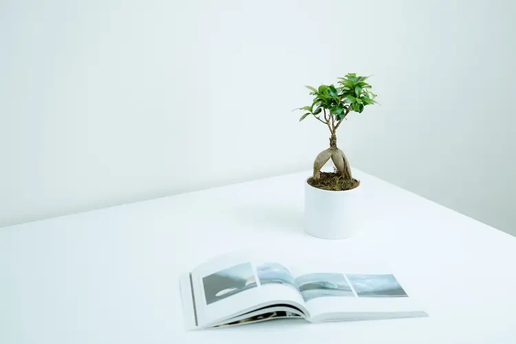 bonsai bakımı