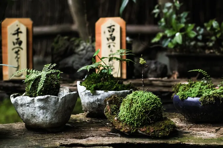 bonsai bakımı