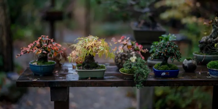 bonsai bakımı
