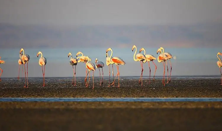 flamingo