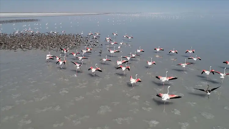 flamingo