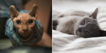 Patili Dostlarımız: Kedi Cinsleri ve Özellikleri Hakkında Bilmeniz Gereken Her Şey