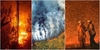 Tüm Dünyada Orman Yangınları Neden Artıyor, Yangınların Artması Ekolojik Dengeyi Nasıl Etkiliyor?