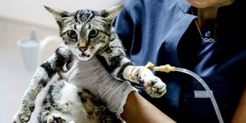 Yangında zarar gören hayvanlar