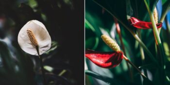 Flamingo Çiçeği: Evde Antoryum Çiçeği Bakımı Nasıl Yapılır?