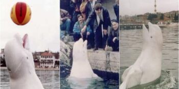 Sivastopol Limanı’ndan Türkiye’ye Kaçan Beyaz Balina Aydın’ın Hüzünlü Hikayesi