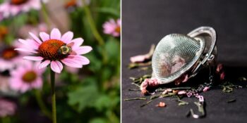 Şifalı Bitkiler: Ekinezya Çayı Evde Nasıl Hazırlanır, Faydaları Nelerdir?
