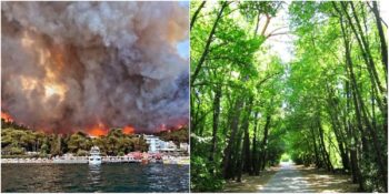 Yüz Binlerce Hektarlık Alan Küle Döndü: Yanan Orman Arazileri Nasıl Yeniden Ağaçlandırılır?