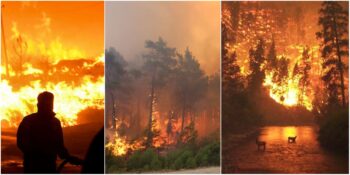 Türkiye’de Son Yıllarda Yaşanan Orman Yangınlarının İçimizi Acıtan Bilançosu: Felaketlerin Önüne Geçilebilir Mi?