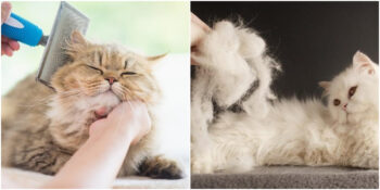 Kedi Tüyüyle Başı Belada Olanlara: En İyi Kedi Tüy Toplama Ürünleri