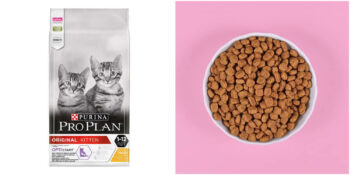 Kedinizin Sağlığı İçin En İyi Kuru Kedi Mamaları