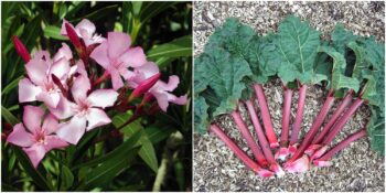 Doğa Aşıklarına: Uzak Durmanız Gereken Birbirinden Tehlikeli 11 Bitki